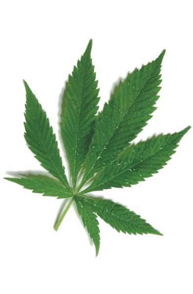 Konopí Cannabis