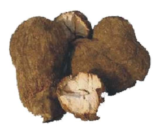 Pornatka kokosová PORIA