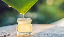 Léčivý aloe vera gel - proč ho vyzkoušet ještě dnes - 222280 - Aloe vera gel - čerstvý